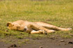 Sleeping female Lion
