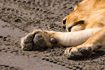 The giant paw of a sleeping Lion