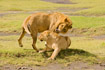 Lions just before mating
