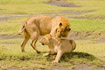 Lions just before mating