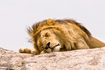 Sleeping male Lion