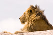 Male Lion in profile