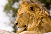 Portrait of male Lion