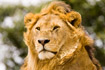 Portrait of male Lion
