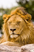 Portrait of sleepe male Lion
