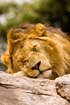 Portrait of sleeping male Lion