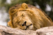 Portrait of sleeping male Lion