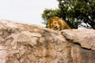 Male lion sleeping on cliff