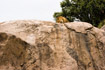 Sleeping male Lion on cliff