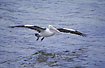 Flying australian pelican