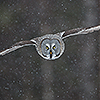 Flying great grey owl during snowfall