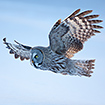 Great grey owl in flight over snowcovered field