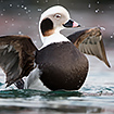 Male long-tailed duck flapping its wings