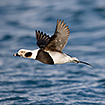 Male long-tailed duck in flight