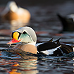 King eider male resurfacing after a dive