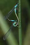 Mating blue-tailed damselflies