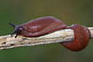 Spanish Slug