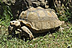The African spurred tortoise (Geochelone sulcata) occurs along the southern edge of the Sahara, from Senegal and Mauritania east through Mali, Niger, Chad.