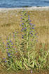 Photo ofVipers-bugloss (Echium vulgare). Photographer: 