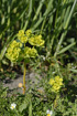 Photo ofSun spurge (Euphorbia helioscopia). Photographer: 