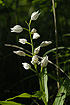 Foto af Svrd-Skovlijle (Cephalanthera longifolia). Fotograf: 