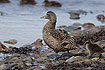 Common Eider with ducklings