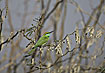 Little Green Bee-eater