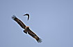 Steppe Eagle hunted by a Housecrow