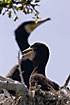 Great Cormorant on nest