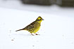 Yellowhammer in snow