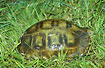 Asian Brown Tortoise in defence position