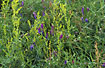 Photo ofTufted Vetch and Ladys bedstraw (Vicia cracca , Galium verum). Photographer: 