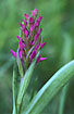 Flowerbuds of Western Marsh-Orchid