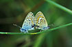 Silverstudded Blue mating