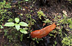 Red Slug on the forest floor