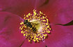 Hover fly on rose