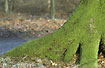 Moss filled beech trunk