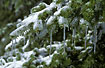 Icicles on conifer