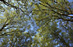 Spring colours in the beech canopy