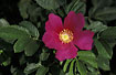 Photo ofJapanese Rose (Rosa rugosa). Photographer: 