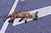 Yong fox killed in traffic