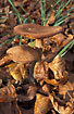 Honey Mushroom in autumn leaves
