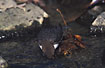 Photo ofWhite-throated Dipper (Cinclus cinclus). Photographer: 