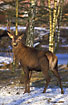 Red Deer in birch forest - captive