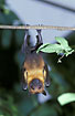 Photo ofLyles Flying Fox (Pteropus lylei). Photographer: 