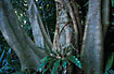 Photo ofBrown Woolly Fig (Ficus drupaceae). Photographer: 
