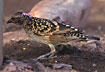 Western Bowerbird - male with erected neck feathers