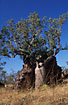 Photo ofBoab tree / Upside down Tree (Adansonia gregorii). Photographer: 