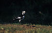 Australian Magpie-Lark - female