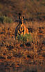 Kangaroo in the last sunrays
